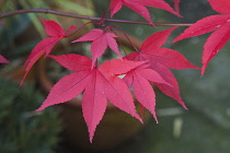 Japanese maple, Acer palmatum.