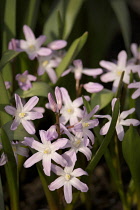 Glory-of-the-snow, Chionodoxa.