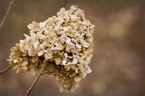 Hydrangea.