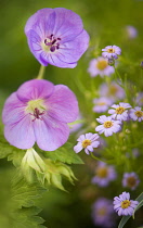 Geranium, Cranesbill, Geranium.