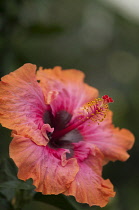 Hibiscus.