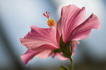 Hibiscus.