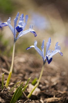 Iris, Iris reticulata.