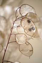 Honesty, Lunaria annua.