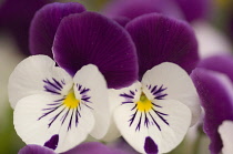 Pansy, Viola x wittrockiana.