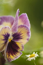 Pansy, Viola x wittrockiana.