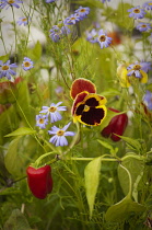 Pansy, Viola x wittrockiana.