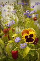 Pansy, Viola x wittrockiana.