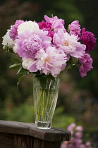 Peony, Paeonia lactiflora.