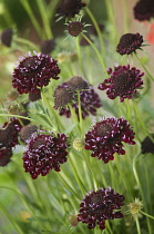 Scabious, Scabiosa atropurpurea 'Chile Black'.