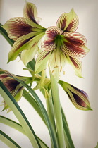 Amaryllis, Hippeastrum 'Papillo'.