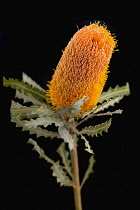 Banksia, Ashby's banksia, Banksia ashbyi.