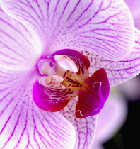 Orchid, Moth orchid, Phalaenopsis 'Shanghai'.