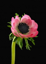 Anemone, Anemone coronaria.