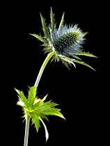 Sea holly, Eryngium.