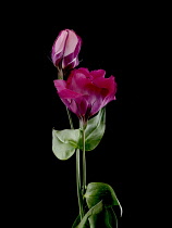 Lisianthus, Eustoma.