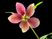 Hellebore, Helleborus hybridus.