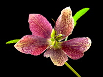 Hellebore, Helleborus hybridus.