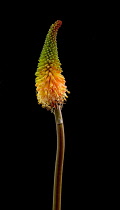 Red hot poker, Kniphofia.