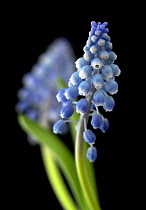 Grape hyacinth, Muscari.