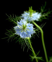 Love-in-a-mist, Nigella damascena.