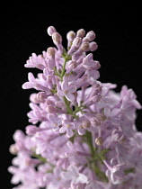 Lilac, Syringa.