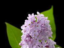 Lilac, Syringa.