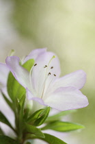 Rhododendron.