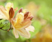 Rhododendron.