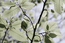 Chestnut, Sweet chestnut, Castanea sativa.