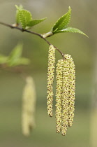 Birch, Betula.