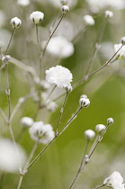 Gypsophila.