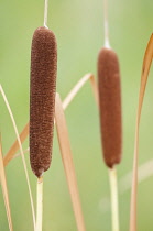 Bulrush, Typha latifolia.