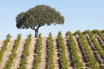 Grapevine, Vitis vinifera.