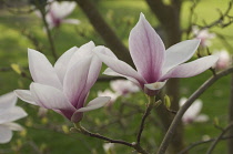 Magnolia.