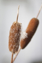 Bulrush, Typha latifolia.