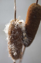 Bulrush, Typha latifolia.