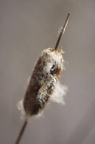 Bulrush, Typha latifolia.