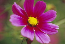 Cosmos, Cosmos 'Versailles tetra'.