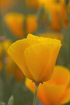 Poppy, Californian poppy, Eschscholzia californica.