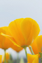 Poppy, Californian poppy, Eschscholzia californica.