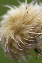 Clematis.