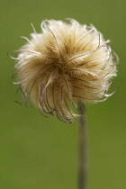 Clematis.