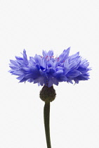 Cornflower, Centaurea cyanus.