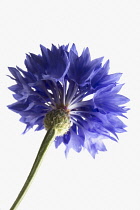 Cornflower, Centaurea cyanus.