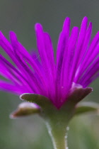 MiddayFlower, Lampranthus amoenus.