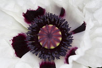 Poppy, Opium poppy, Papaver somniferum.