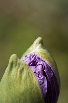 Poppy, Opium poppy, Papaver somniferum.