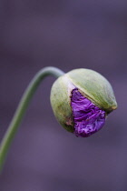 Poppy, Opium poppy, Papaver somniferum.