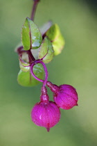 Fuchsia, Fuchsia 'Dark eyes'.